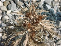 Синеголовник Бурга – Eryngium bourgatii Goudn.