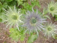 Синеголовник альпийский – Eryngium alpinum L.