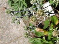 Синеголовник аметистовый – Eryngium amethystinum L.