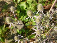 Синеголовник плосколистный – Eryngium planum L.