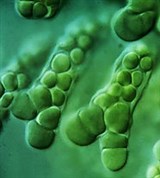 Синезеленые водоросли (Гиелла)