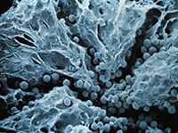 Синезеленые водоросли (Цианобактерии)