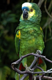 Синелобый амазон (Amazona aestiva)