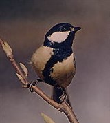 Синицы (большая синица)