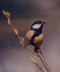 Синицы (большая синица)