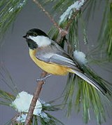 Синицы (московка)