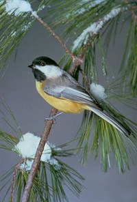 Синицы (московка)