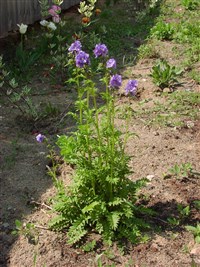 Синюха голубая – Polemonium caeruleum L. (1)