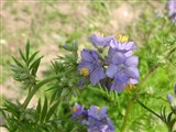 Синюха голубая – Polemonium caeruleum L. (2)