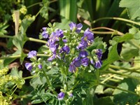 Синюха северная – Polemonium boreale Adams.