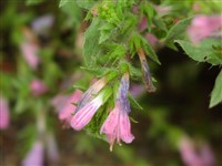 Синяк критский – Echium creticum L.