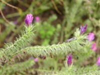 Синяк подорожниковый, кривоцветковый, – Echium plantagineum L.