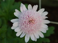 Сиреневый Туман [Род дендрантема – Dendranthema (DC.) Desmoul]