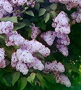 Сирень (фотография С.М. Прокудина-Горского)