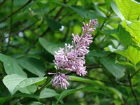 Сирень Вольфа – Syringa wolfii Schneid.