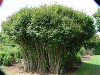 Сирень Генри – Syringa x henryi Schneid.