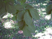 Сирень Звегинцова – Syringa sweginzowii Koehne & Lindl.