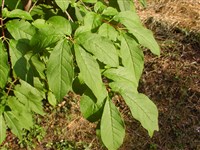 Сирень Комарова, Саржента – Syringa komarowii Schneid.