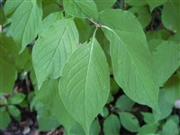 Сирень Престон – Syringa x prestoniae McKelv.