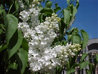 Сирень амурская – Syringa amurensis Rupr. (1)