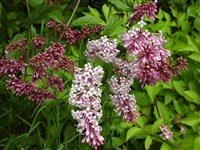 Сирень венгерская – Syringa josikaea Jacq.f.ex Rchb. (1)