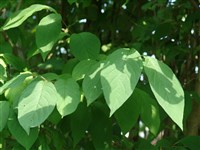 Сирень волосистая, Бретшнейдера – Syringa villosa Vahl. (1)