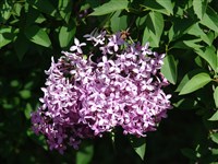 Сирень китайская, Марли – Syringa x chinensis Willd.
