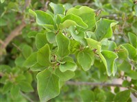 Сирень мелколистная, Шнейдера, Дилса – Syringa microphylla Diels.