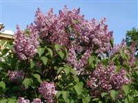 Сирень обыкновенная – Syringa vulgaris L. (1)