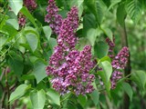 Сирень обыкновенная – Syringa vulgaris L. (2)