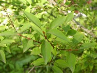 Сирень отогнутая – Syringa reflexa Schneid.