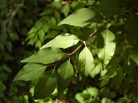 Сирень пекинская – Syringa pekinensis Rupr. (1)