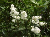 Сирень пекинская – Syringa pekinensis Rupr. (2)