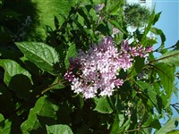 Сирень персидская – Syringa x persica L. (1)