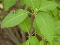 Сирень тонковолосистая, Вильсона – Syringa tomentella Bur. & Franch.