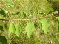 Сирень широколистная – Syringa oblata Lindl. (1)