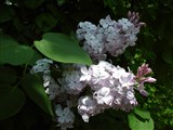 Сирень широколистная – Syringa oblata Lindl. (2)