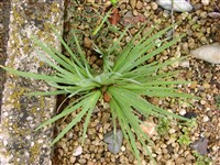 Сисиринхиум мелкоцветный – Sisyrinchium micranthum Cav. (1)