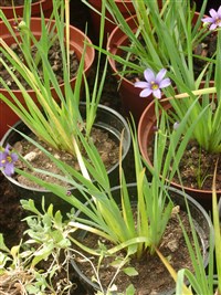 Сисиринхиум узколистный, злаколистный – Sisyrinchium angustifolium Mill.