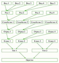 Систематика