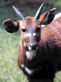 Ситатунга (голова самца)