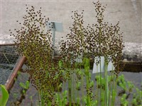 Ситник Лесеура – Juncus leseurii Bolander.