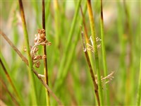 Ситник развесистый, обыкновенный – Juncus effusus L.