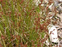 Ситник сжатый – Juncus compressus Jacq. (1)