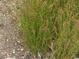 Ситник сжатый – Juncus compressus Jacq. (2)