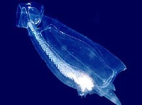 Сифонофоры (Сифонофор)