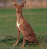 Сицилийская борзая