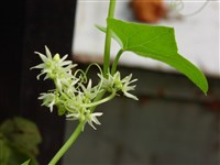 Сициос угловатый – Sicyos angulatus L. (1)