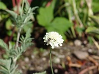 Скабиоза Сосновского – Scabiosa sosnowskii Sulak.