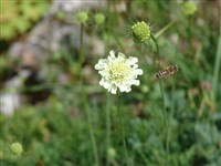 Скабиоза бледно-желтая – Scabiosa ochroleuca L. (1)